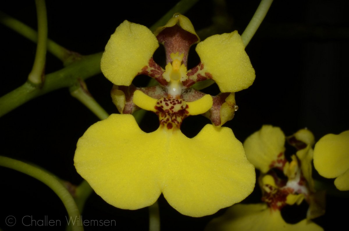 challenguate's tweet photo. Rossioglossum ampliatum (formerly Oncidium ampliatum) #orchids #orchidspecies #flowers #botany #guatemala #orquideas #flores #botanica https://t.co/FowQBc1dSt