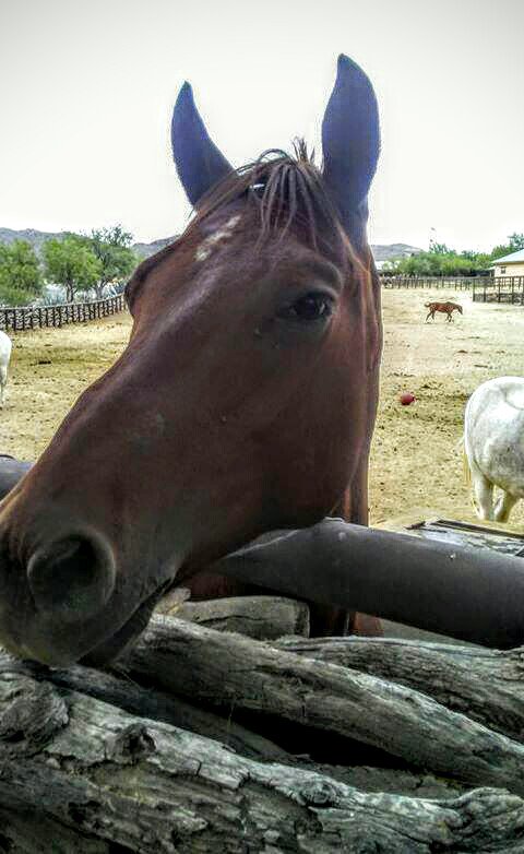 Morningsunshine🌋 horseys🐎 outsidemybackyard🌵 corral🐎 tanqueverderanch🌞 Duderanch🐎 Tucson🇺🇸 Arizona🇺🇸 enjoyyourbreakfast😋 HappyMemorialDay🇺🇸