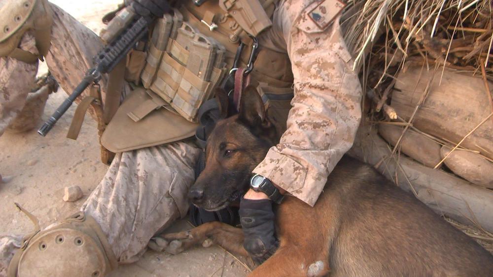 AnimalPlanet's tweet photo. Our thanks to the fallen men, women and animals that have served in the armed forces. #MemorialDay https://t.co/IlOuKsUwC0