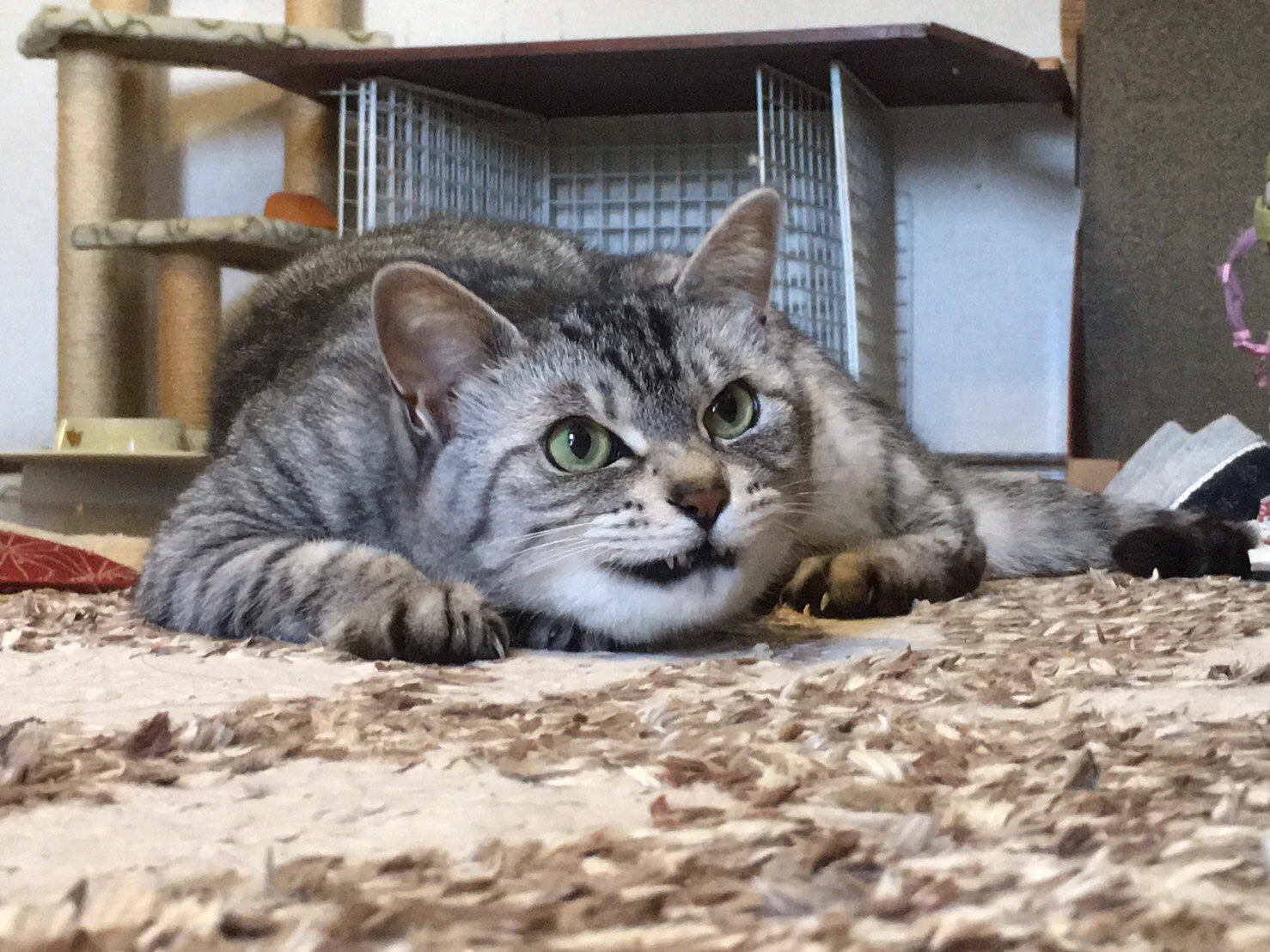 こんなに可愛くない表情するの！？威嚇ばかりする愛ネコw