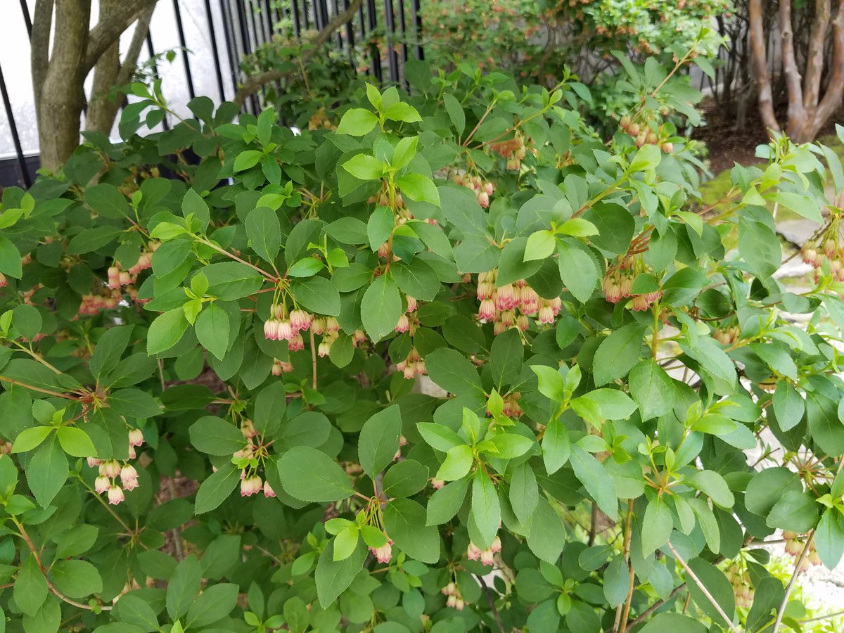 Checking out plants with <a href="/MindyErchull/">Mindy Erchull (she/her)</a>