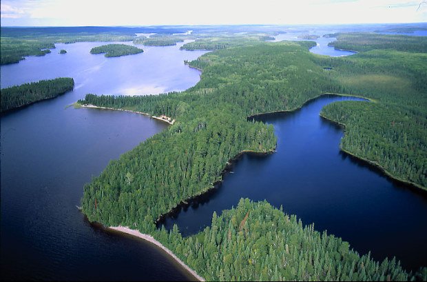 ONfeudeforet's tweet photo. Les #Feuxdeforรชt sont importants pour la forรชt #canadienne. Le #PinGris d'#ON sรจme comme le #PinLodgepole de l'Ouest https://t.co/HpC72UvZEr https://t.co/Ge7HFO7rtQ