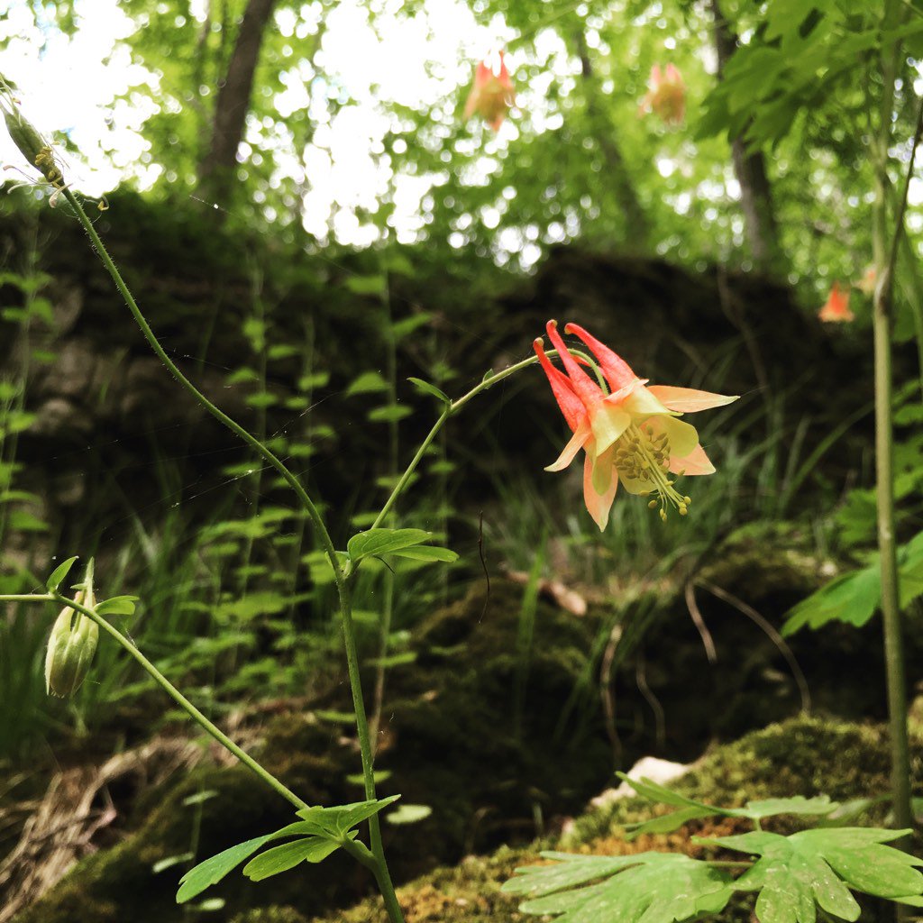 Stoneboard's tweet image. Explore to create 🌱 

#agencylife #designer #hikingadventures