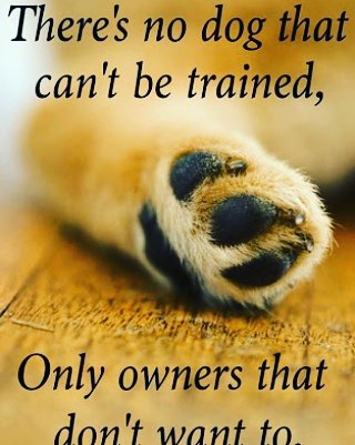 IndianPetShop's tweet photo. Its very true.The efforts are need to be taken #Dogs   #dogtraining https://t.co/9BUi6JfUzr https://t.co/6oTHwRd3P5