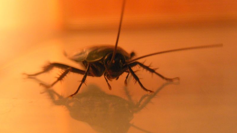 ComDigitalUPA's tweet image. Por qué siempre te encuentras las cucarachas muertas patas arriba bit.ly/2rOk9Pu