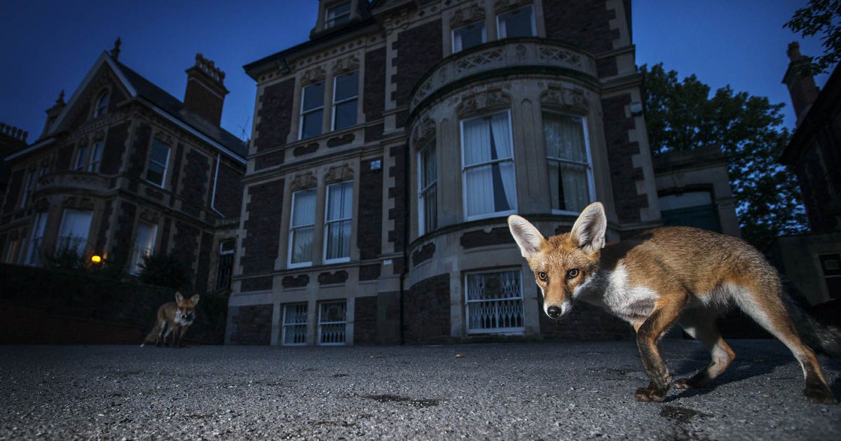 GraphPaperPress's tweet image. The Photographer Who Shoots Wildlife in European Cities - buff.ly/2r4LT1d