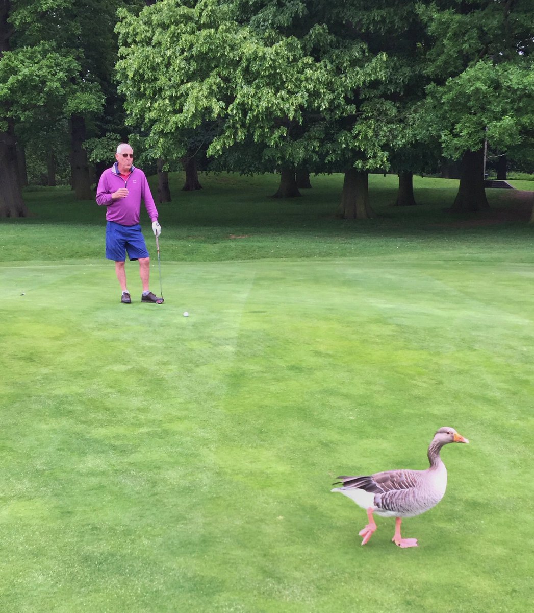 Mr Wroe waits patiently for the goose to clear the green before putting out😄