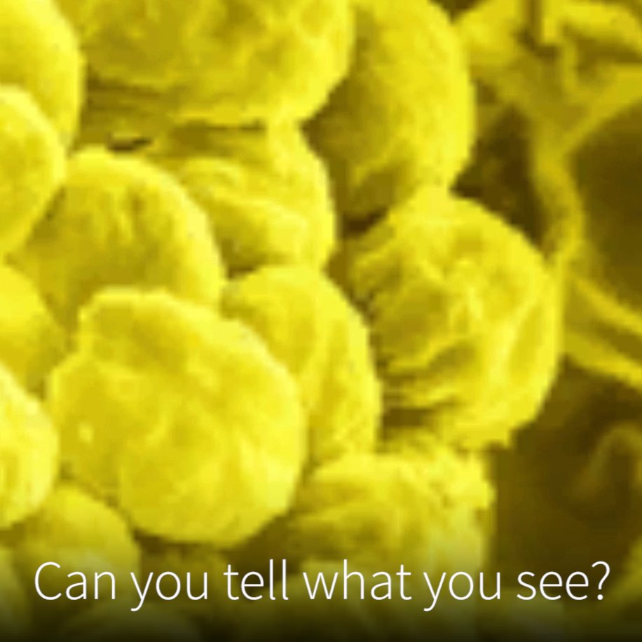 Lifeliqe's tweet photo. Can you tell what you see? #DeepZoom #edtech #learning #puzzle https://t.co/CjCTlDb9yO