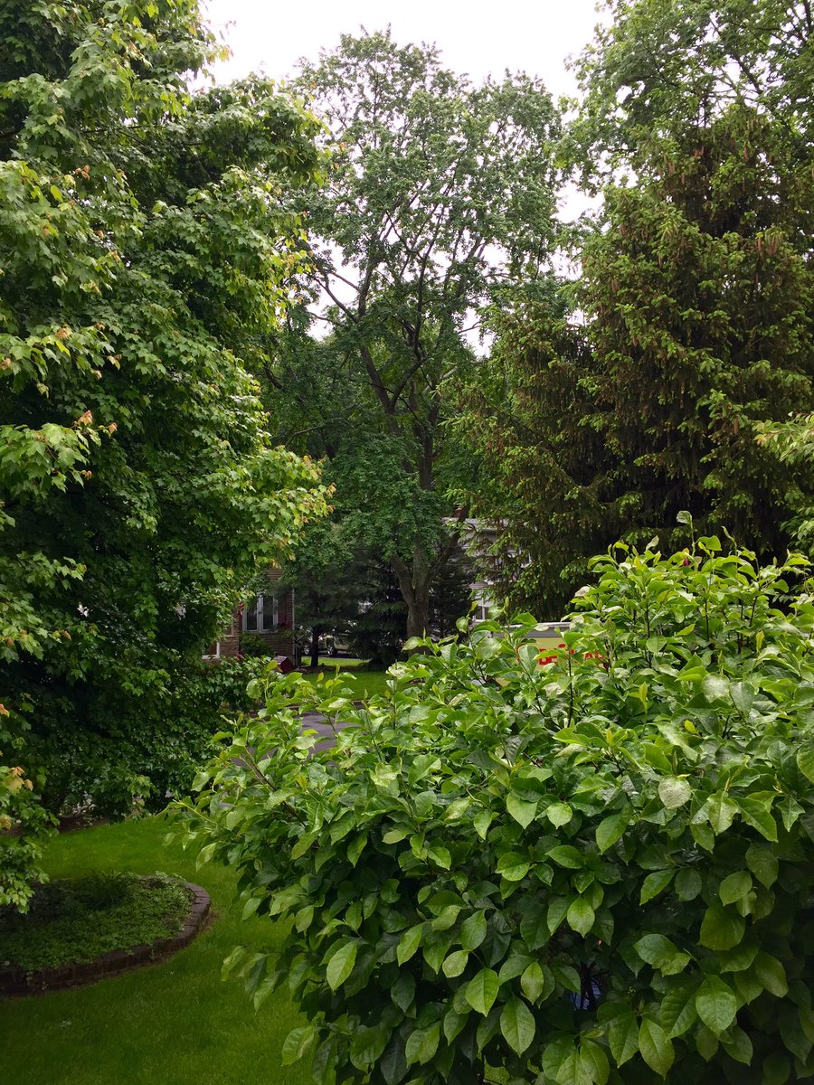 PlanetQuinn's tweet photo. So very green. I will miss them. Especially the one on the left, above the faerie garden. https://t.co/GETMB5QQ74