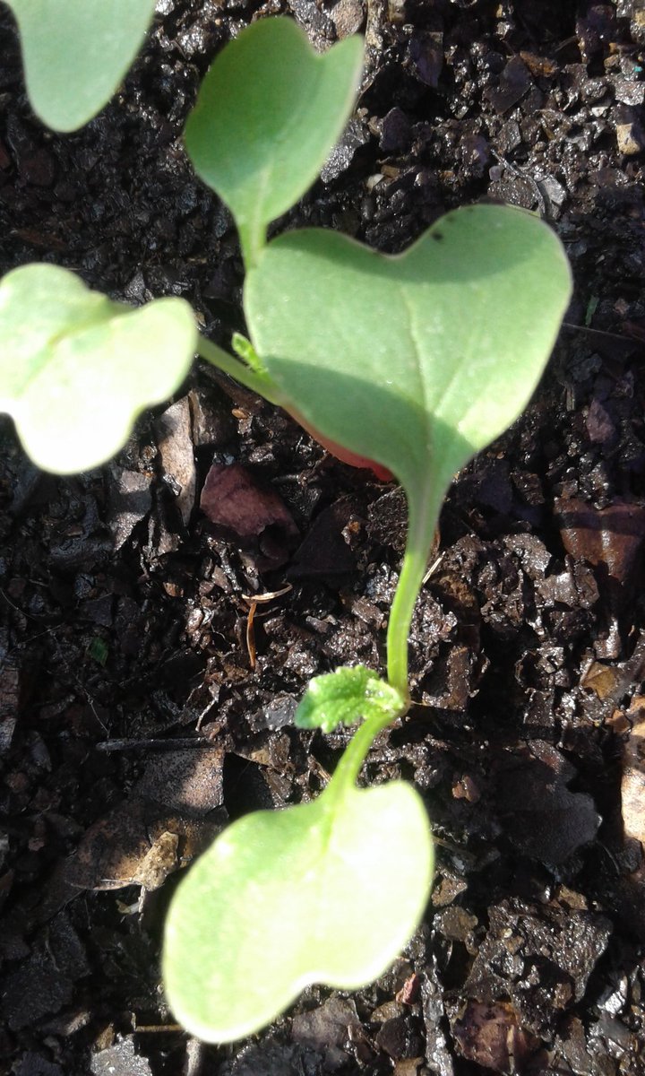 dark_niela's tweet photo. Empezar el día y poder ver lo hermoso de la naturaleza 😍 #CarpeDiem #Cotiledones #PrimeraHoja #HuertoUrbano 🌱🍅🍠 #FelizLunes #BuenLunes https://t.co/SnlxKIlZYU