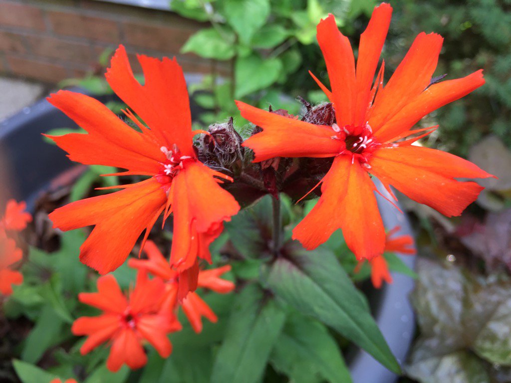 wdeihl's tweet photo. Can anyone identify this flower? It attracts hummingbirds. It's growing in Virginia but I'm not sure it's native. https://t.co/ebEmJRAlnj