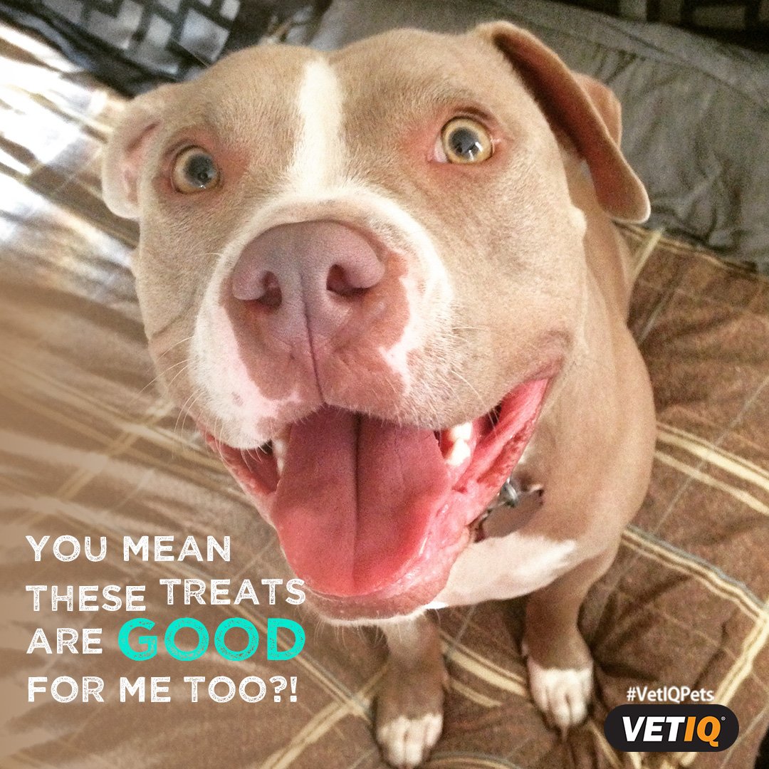 VetIQpets's tweet photo. Clean teeth ✔️ Hip &amp; joint health ✔️ New Minties Hip &amp; Joint treats have it all going on! Check them out here: https://t.co/W4c9D57K8T https://t.co/NIGfx0Wxz7