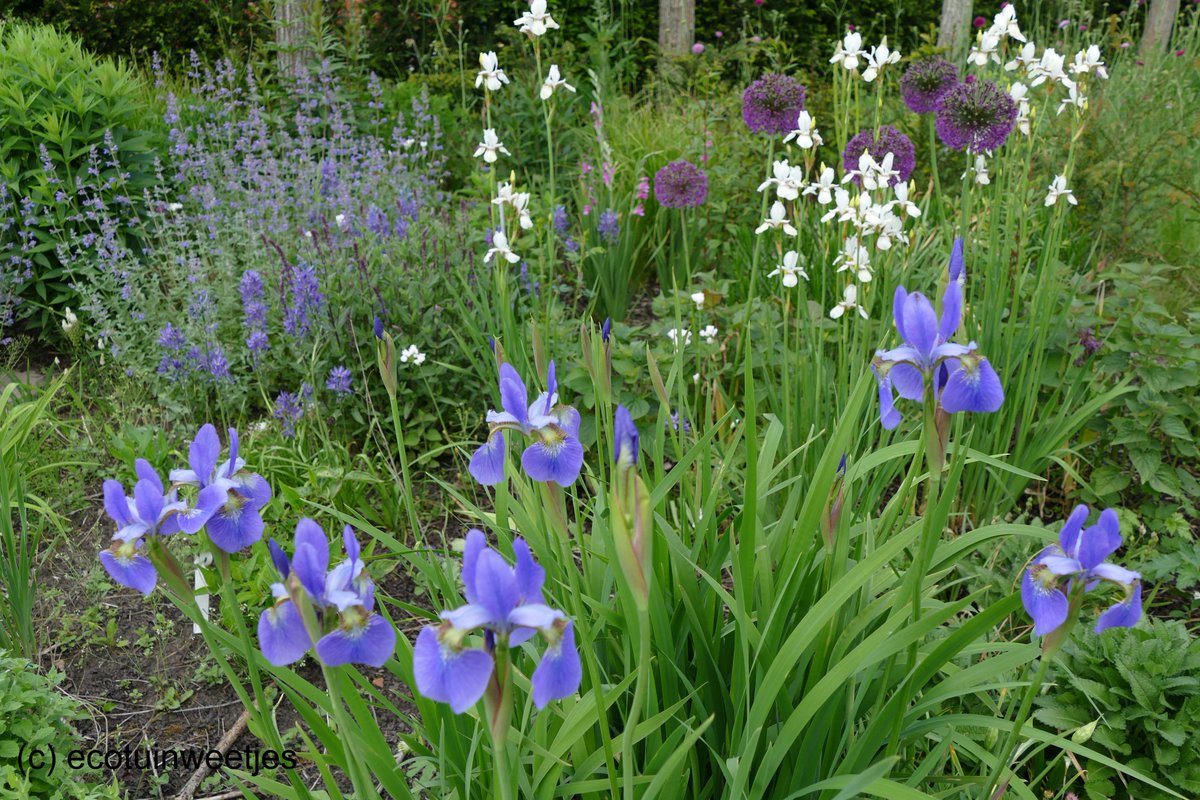 Ecotuintweetjes's tweet photo. De siertuin in mei maakt ons superblij!

#ecotuin #weekvandebij #siertuin https://t.co/MZv0ip8hKu