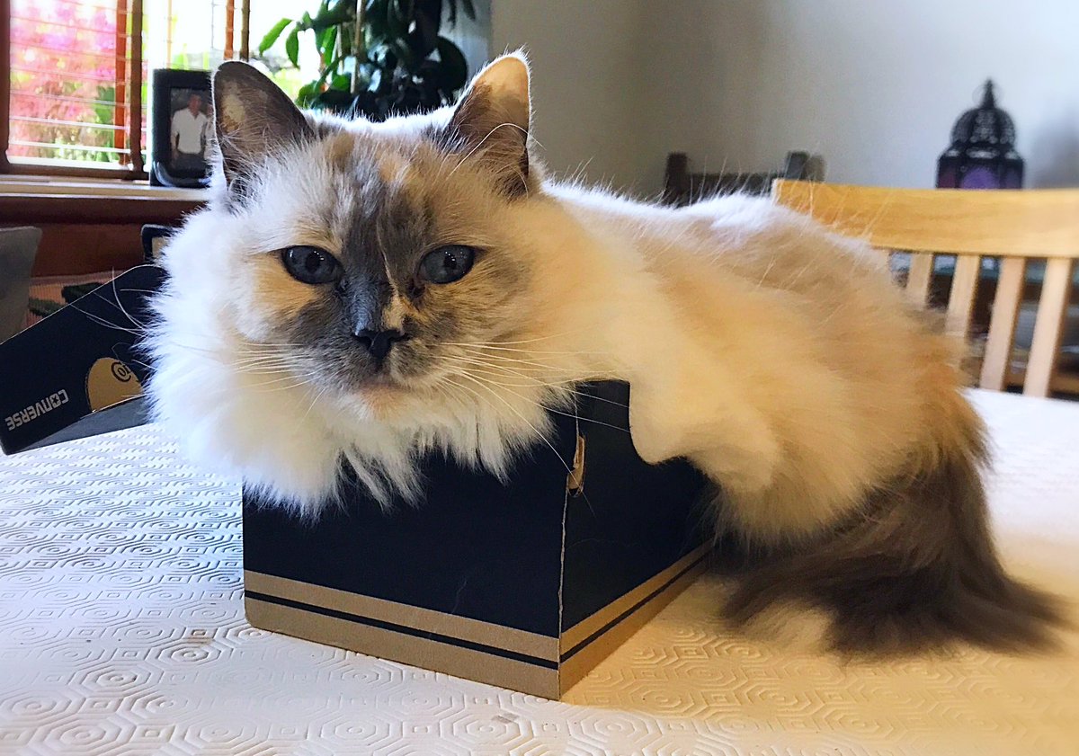 Betty_Boo_Kat's tweet photo. BUN in the oven 🍩 Cooking up the purrrfect loaf fur your Bank Holiday #KittyLoafMonday 😻🍞😻 https://t.co/Oy7DSm7QUH