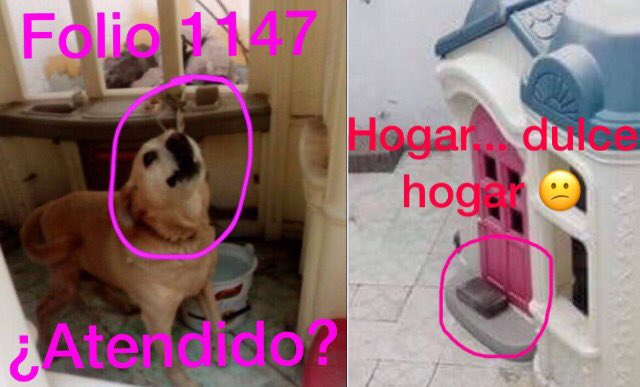 Buscando1amigo's tweet photo. @Paola_Ortal @propaem_sma @aleariasmolina @eruviel_avila @Gestion_Eruviel @raoulvargas @SMAedomex @ErnestoSispa @Eliza_SotoP @LeoJabbasky @UribeMerle @alezazulyoro @rumabo1 @DefensaAnimal F.1132/1182 atendidos. F.1147/1173 mejor no hubieras ido @propaem_sma Es n serio la tomada d pelo @aleariasmolina? D pena ajena! @KrysCobain https://t.co/TRBb10cEZS