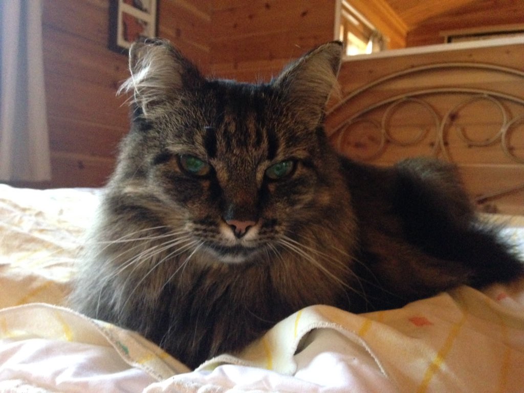 7FellsHostel's tweet image. Yo ladies! Killi is in da house. #hostelcat #easylife #purringmachine #hostellife #ylläs #hostel