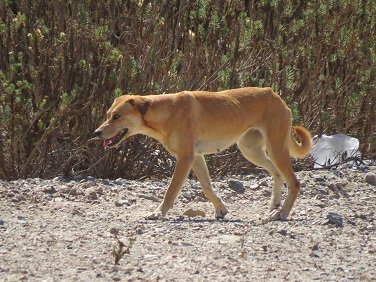 GEF_Invasoras's tweet photo. Aumentan los casos de ataques de perros asilvestrados a guanacos en Parque Nacional Llanos de Challe https://t.co/jDmtFEepsX @ParquesdeChile https://t.co/37RE75Fia0