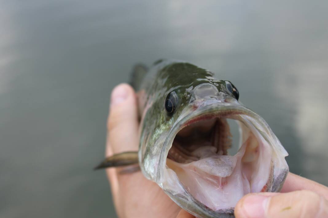 MMR_MRasmussen's tweet photo. IHSA Bass Fishing State Finals Rescheduled for June 23-24 at Carlyle Lake https://t.co/kLRd4IzbVH https://t.co/E5l3XFQn36