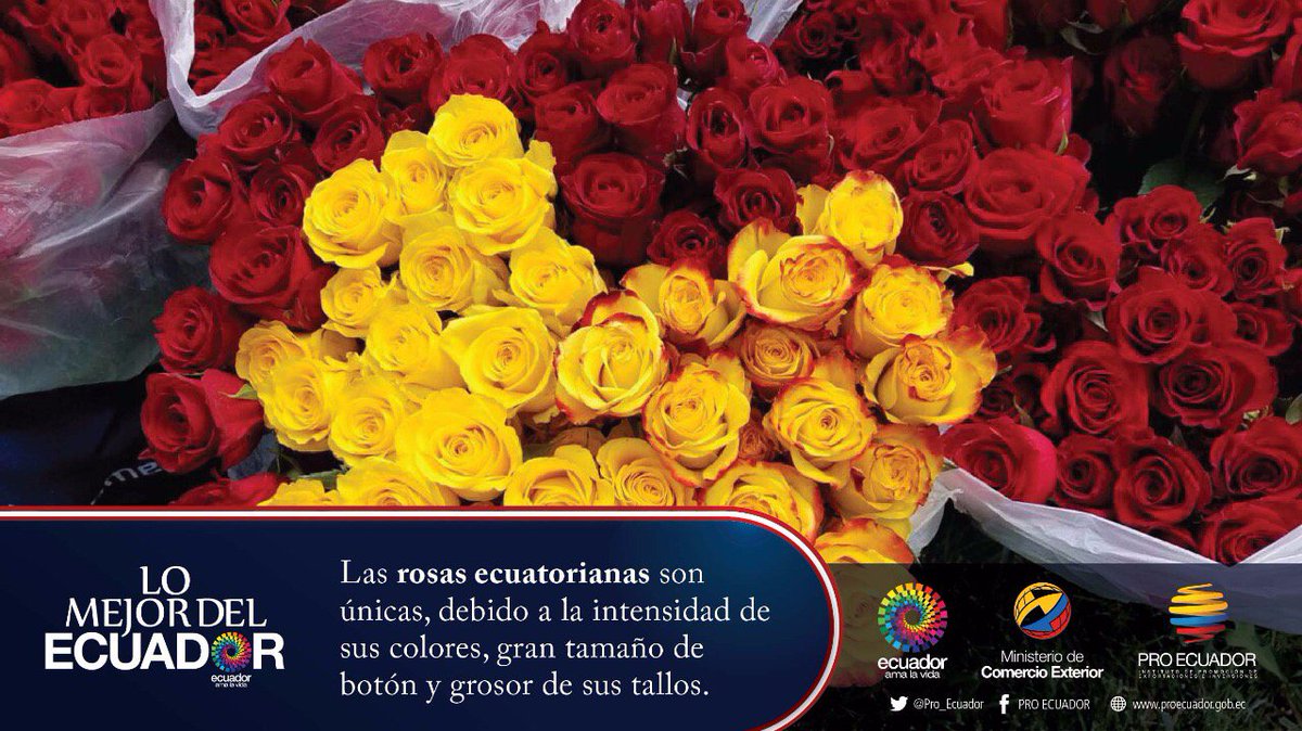 El tamaño y la variedad de colores de las #RosasDeEcuador las convierten en las preferidas a escala mundial #MemorialDay #LoMejorDelEcuador