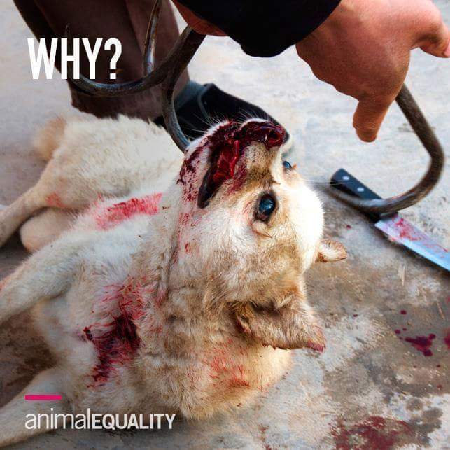 BobbiFotsch's tweet photo. @SpeakerRyan
@GOPLeader
#Yulin starts June21 - 10,000 dogs will die - PLS do the right thing - Vote on H.Res 30 #AnimalRights #BanDCMTrade https://t.co/btKRnKUome
