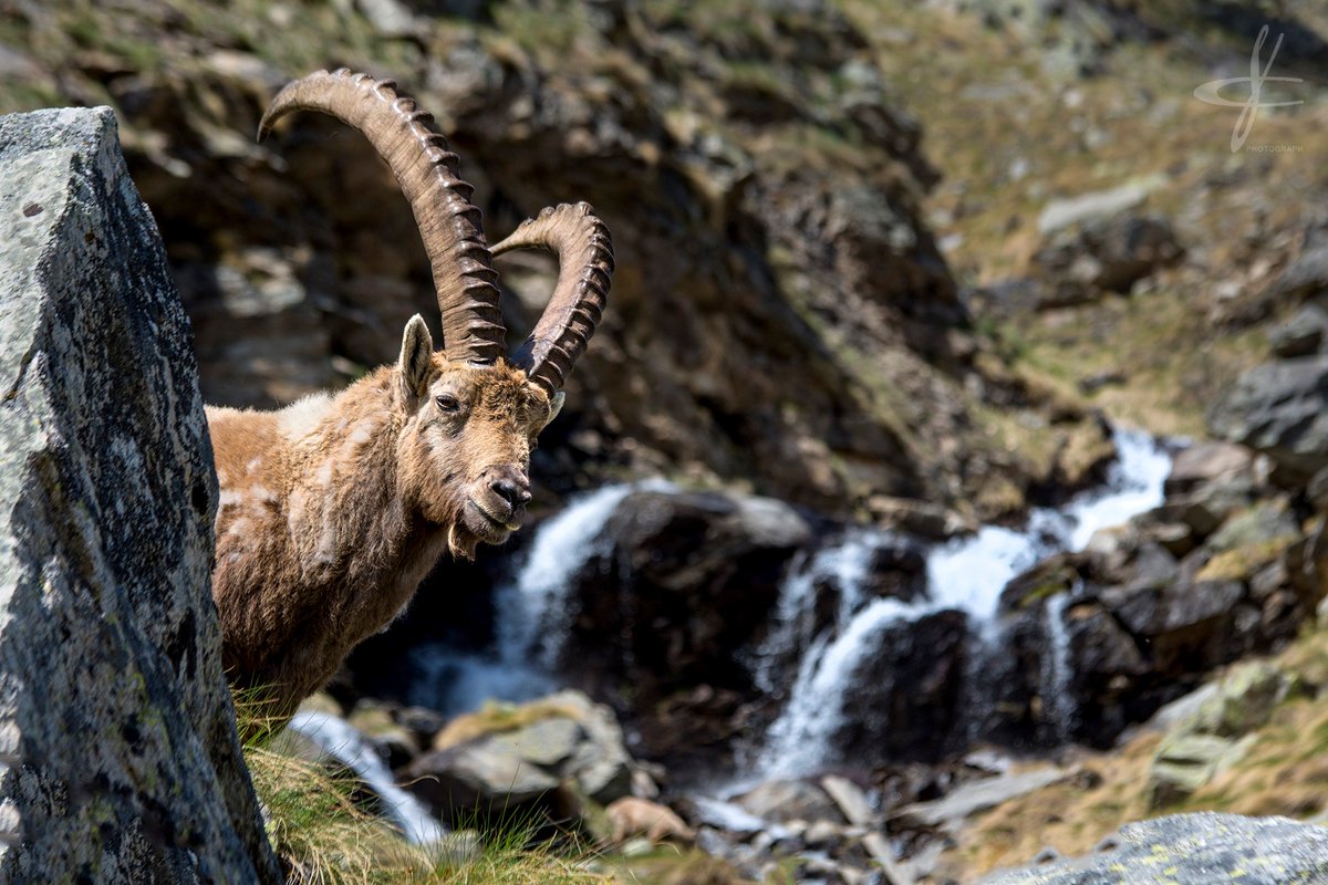 Kry_ph's tweet photo. cucùsetteteee! 
Ceresole Reale (TO) fullHD https://t.co/b2Dj1Ub6y9
©CriSevePhotograph #ibex #animals #wildlife #NaturePhotography #Piemonte https://t.co/XNAuagEs91