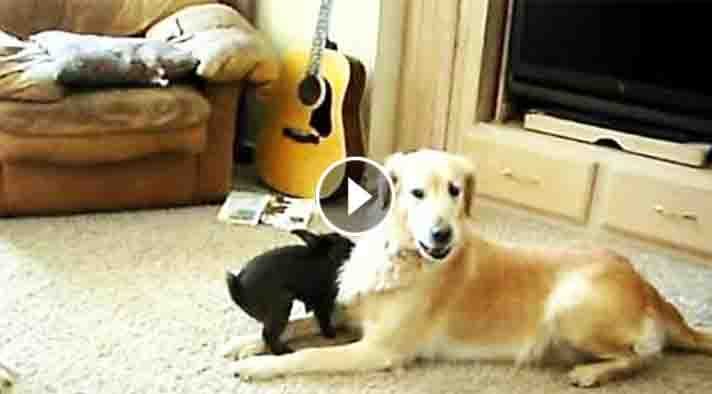 UnexpectedEnt's tweet image. Golden Retriever and Bunny Hilariously Play Together unexpectedentertainment.net/bunny-hilariou…