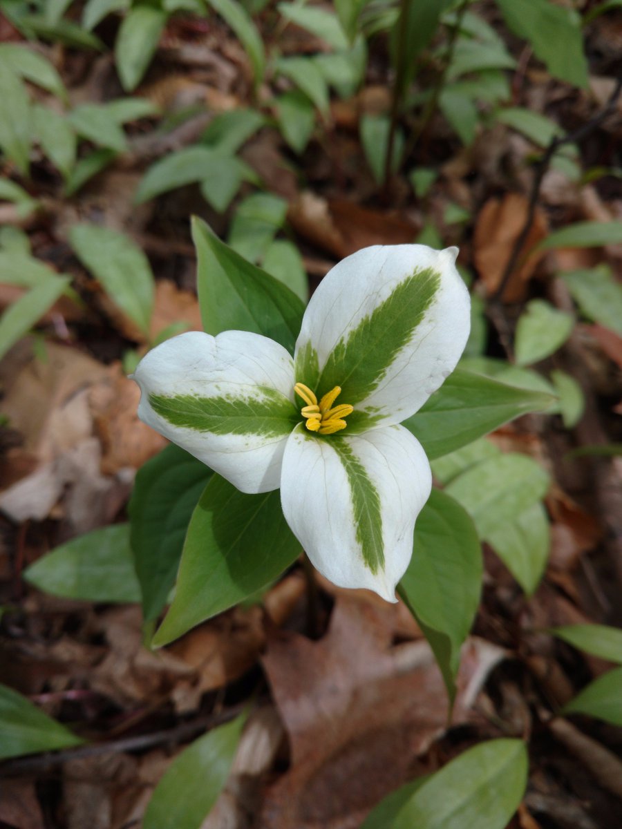 TRCA_Monitoring's tweet photo. #Fieldfindings Infection with a virus or mycoplasma bacteria causes white trilliums to have petals that are partly (or entirely) green. https://t.co/Y6fSDeHGGX