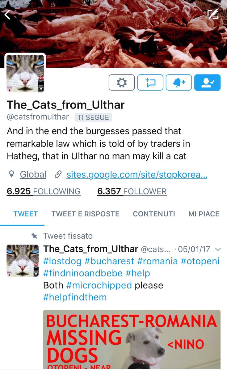 Hopeesperanz's tweet photo. .@Twitter @TwitterSafety 
🆘🆘🆘URGENT need to fix this account @catsfromulthar shadowbanned !
Please look into it &amp; REINSTATE asap
Thank you 🙏 https://t.co/h2K8NtT22I