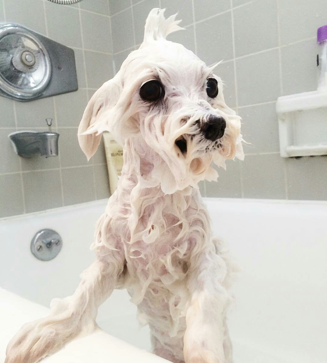 りえた 濡れた犬見るの最高 濡れた犬が一番かわいい ただ 濡れた猫もかわいい 自分で作ったら濡れた犬フォルダが癒し T Co 8nfxx4o0 Twitter