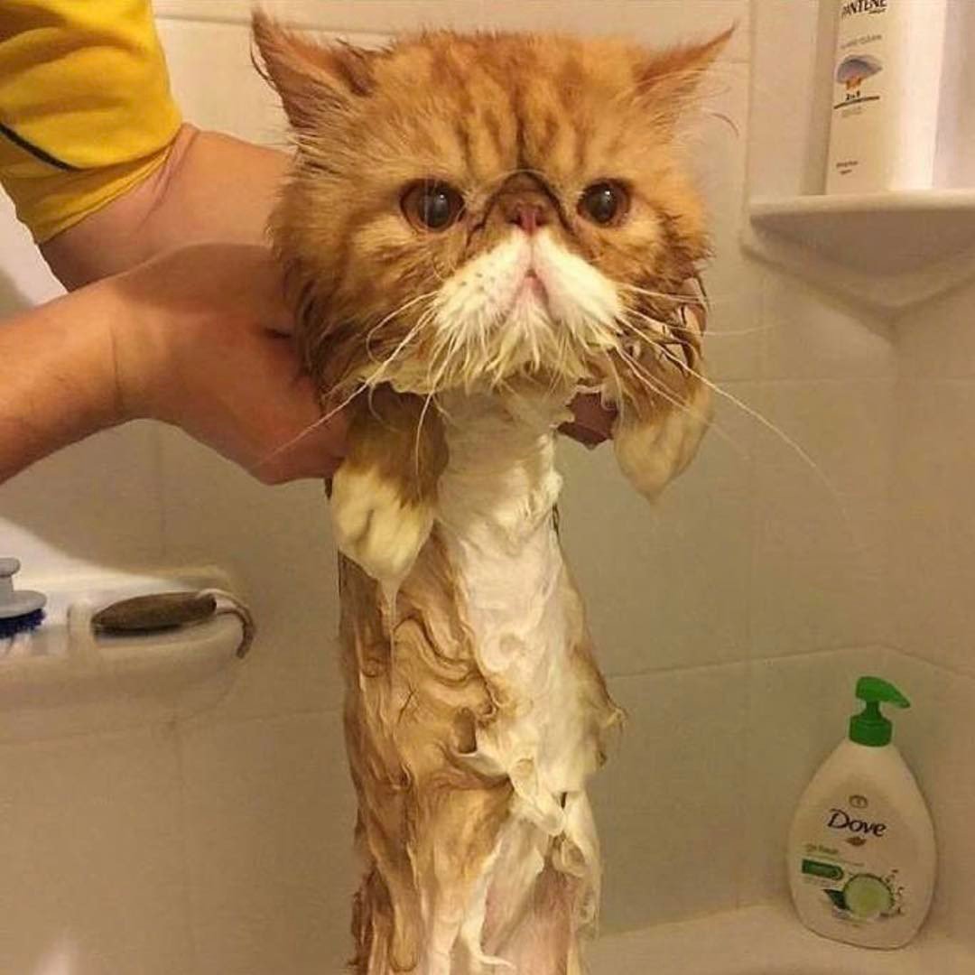 りえた 濡れた犬見るの最高 濡れた犬が一番かわいい ただ 濡れた猫もかわいい 自分で作ったら濡れた犬フォルダが癒し T Co 8nfxx4o0 Twitter