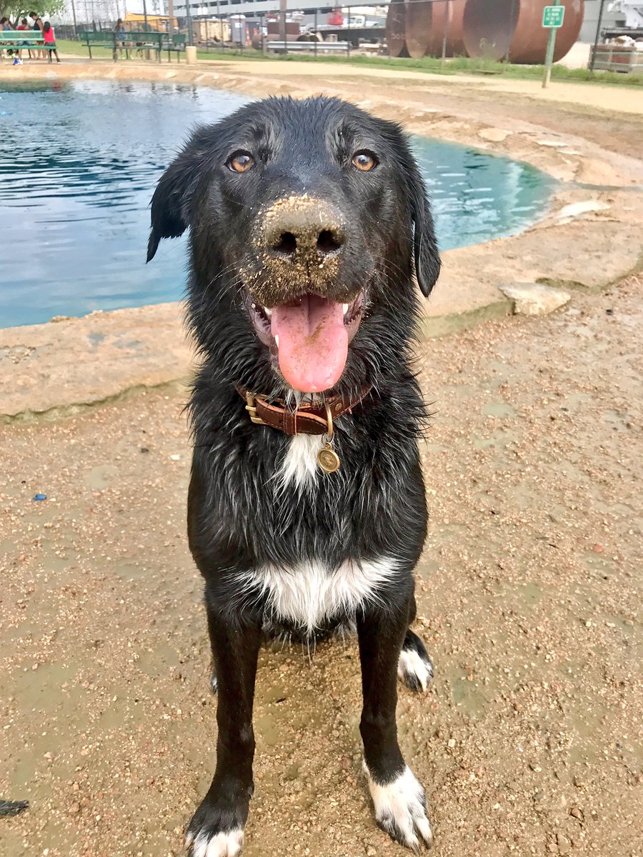 muttypawss's tweet photo. Get A Little #mutty this #MemorialDay 🐾#doglife #houston #dogpark https://t.co/p2hXLfTdK9