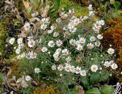 spectacularNWT's tweet photo. Secret #147: The Nahanni Aster is a starburst-shaped flower that grows only in #NahanniNPR. #NWTSecrets 📷: John Semple via GNWT ENR https://t.co/6BAKfvA3ij