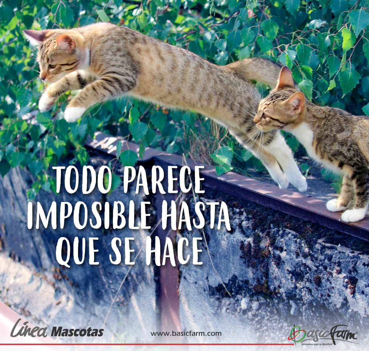 BasicFarm's tweet photo. “Todo parece imposible hasta que se hace"
#BasicFarm #BasicFrases #Felicidad #Mascotas #Gatos #Buendía #Alegría #Prosperidad https://t.co/G4ZeQx3UcL