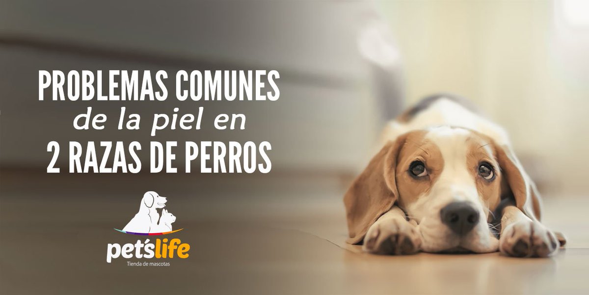 PetsLifeco's tweet photo. Conoce las enfermades de la piel más comunes en 2 razas de perros: https://t.co/Suc4UEeR0w #PERROSINRAZA #perros #Enfermedades #doglovers https://t.co/7Z77q4mR1e