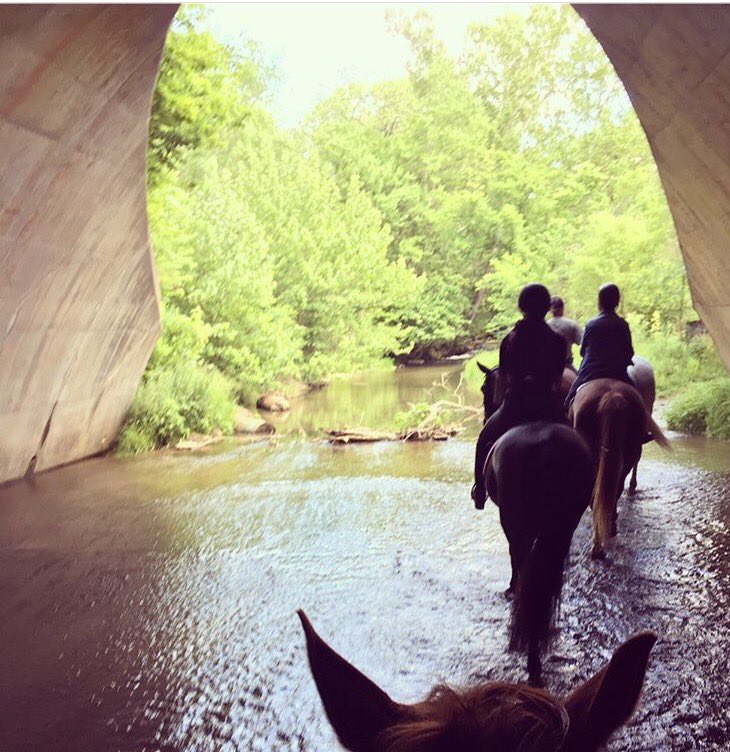 blugrasschatter's tweet photo. Fantastic day trail riding out at Shakertown!! From #OTTBs to polo ponies and quarter horses everyone finished the day happy! #beautifulKY🎉🐴 https://t.co/LP4kXbLQDI