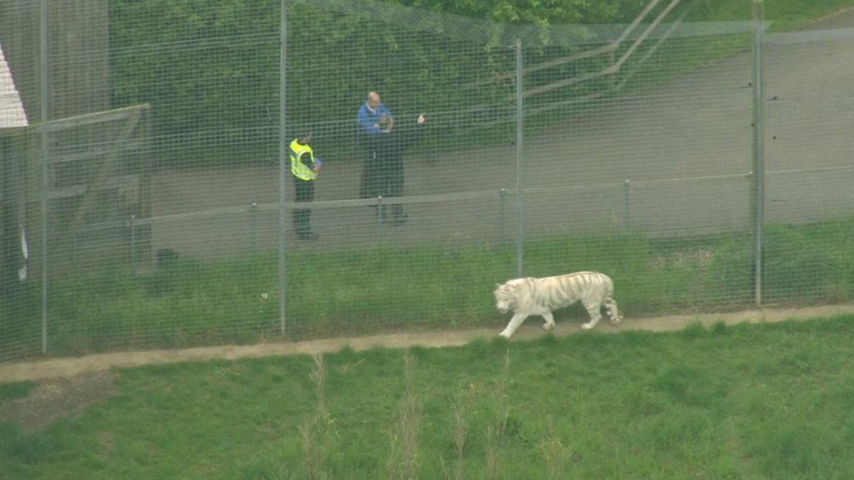 FoxNews's tweet photo. Zookeeper killed by tiger in enclosure at Hamerton Zoo Park in England https://t.co/P31jG6bO2z https://t.co/v8pUx44NkM