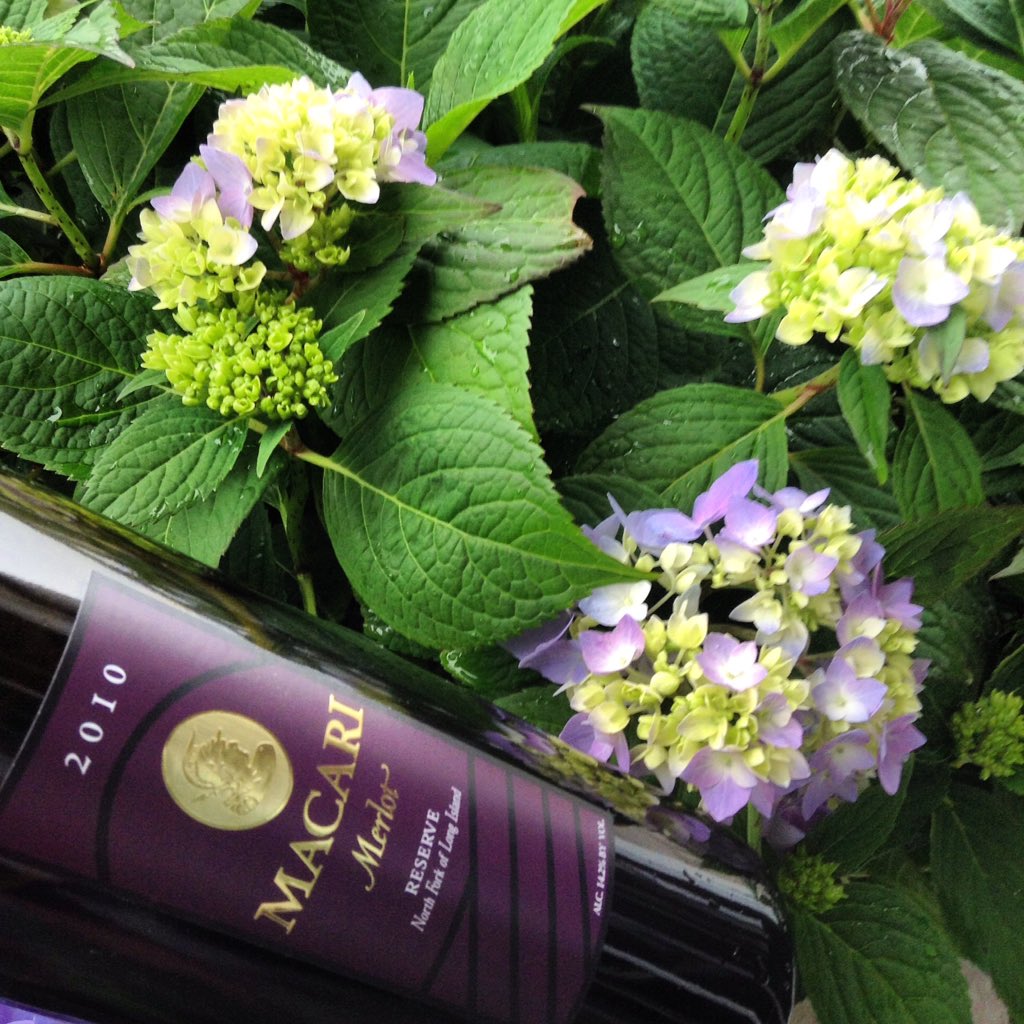 RockandRhone's tweet photo. American🇺🇸Beauties! @MacariVineyards #LongIslandNorthFork Merlot + #endlesssummerhydrangea developed near St. Paul MN to re-bloom thru Fall https://t.co/jQ6vEI7BPu