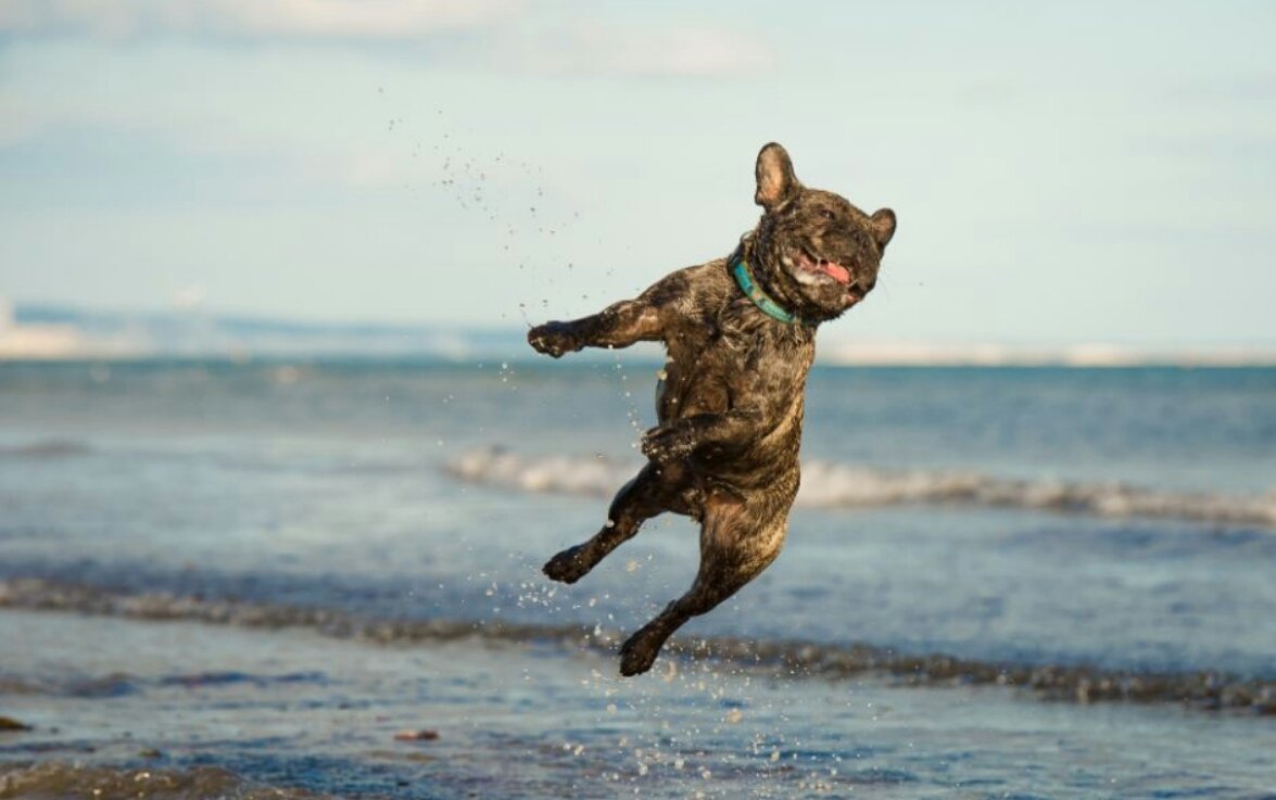 BadTedyBeer's tweet photo. Cuando estoy en el mar y algo me toca el pie... https://t.co/7xARLDgkfl