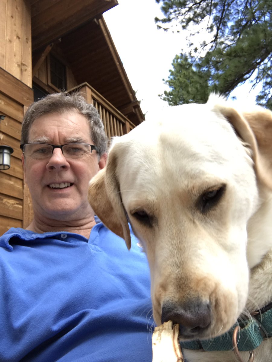 2tlpip's tweet photo. Lap dog #jackthelab #sticksarefood https://t.co/A5B34E5elf