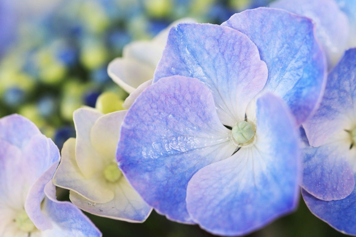 紫陽花 英語 名 紫陽花の別名6種類 七変化や四片 オタクサ その由来は