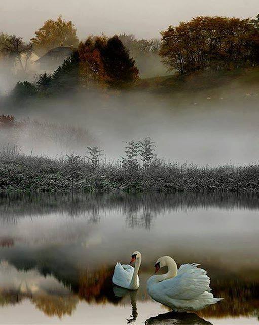 stevekrohn's tweet photo. Swan Lake ....by Chian Tsun Hsiung
via Michele Smorgon https://t.co/CZcw7JJwxa