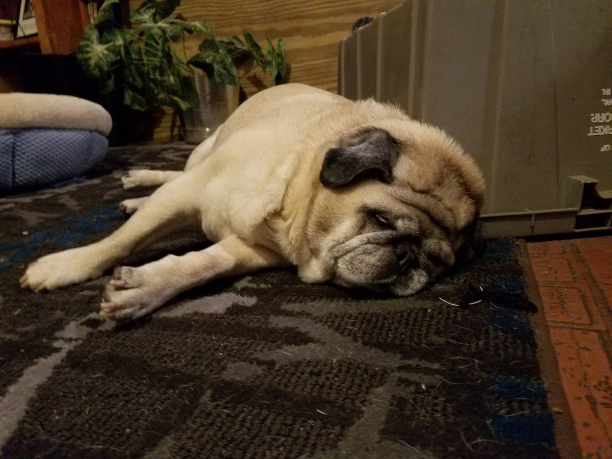 TasticFur's tweet photo. Had a great #weekend!
#pugslife #dogs #pug #houseofmutts #lazyday #doggieplanet #doggie #furtasticbaskets #dogdays #pugnetwork #picoftheday https://t.co/qS40EBIcdx