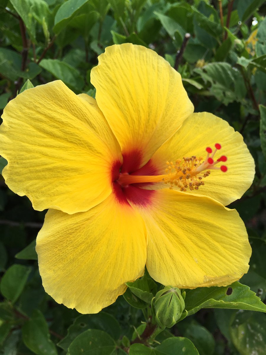 mauiactcon's tweet photo. Happy Memorial Day! #maui #hibiscus #hawaii https://t.co/Xbq6fel4Jj