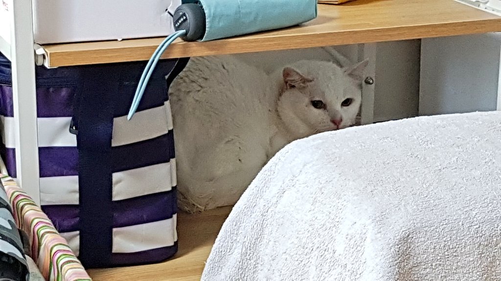 취한나 tweet media