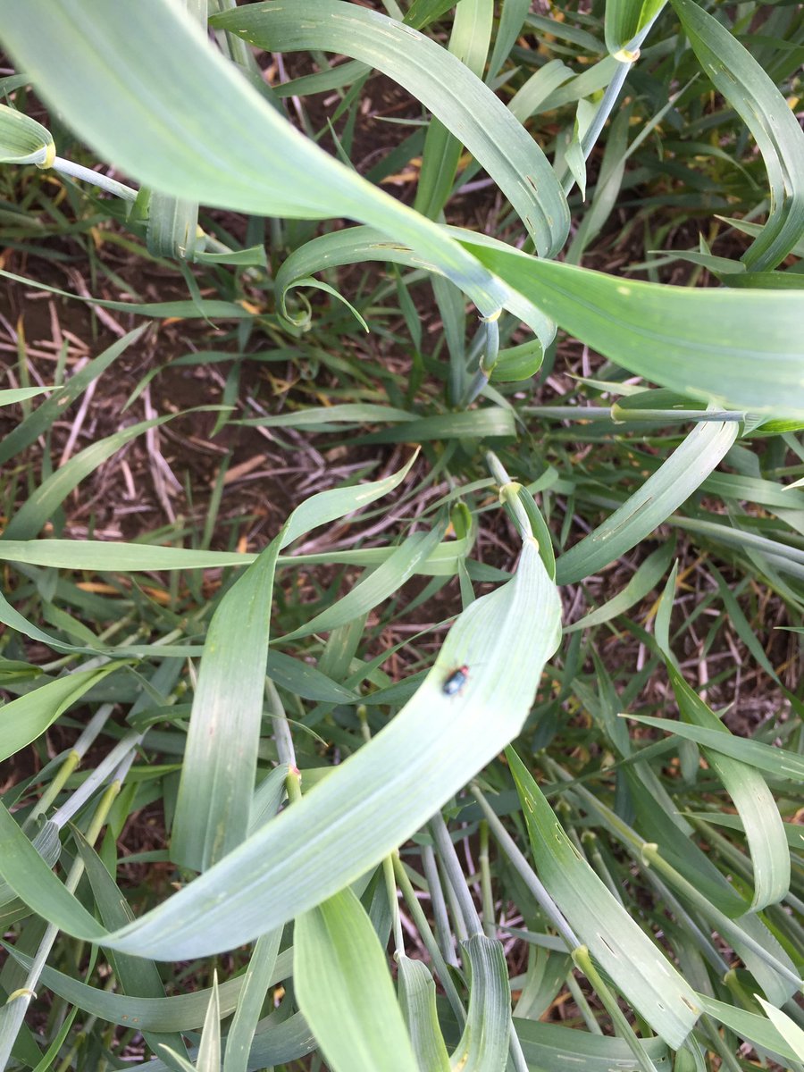 AlKerslake's tweet photo. Now playing in a #wheat field near you Cereal leaf beetle. #FSPspring17 #moproblems https://t.co/NU4Ss1tXV1