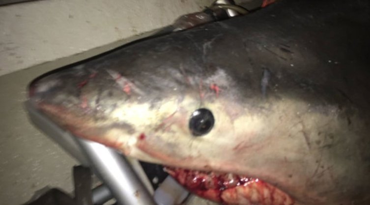 Great white shark leaps into fisherman's boat bit.ly/2ryttHF https://t.co/0fpTXXyZXb