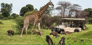 BrandBotswana's tweet photo. #PhotoOfTheDay of #Botswana on #Twitter posted by visitors. Thanks for sharing https://t.co/xnphEos1HP