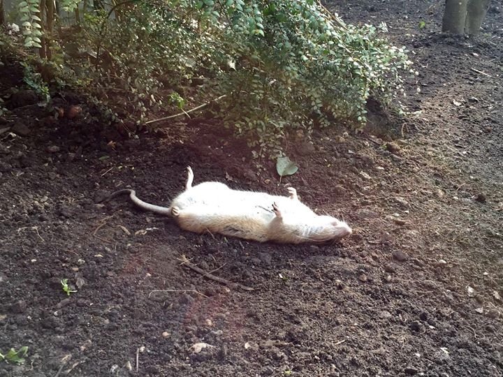 eddcoles's tweet photo. Here's a Rat, err.....Sunbathing! #NotWatchingSpringwatch https://t.co/638dJHv0in