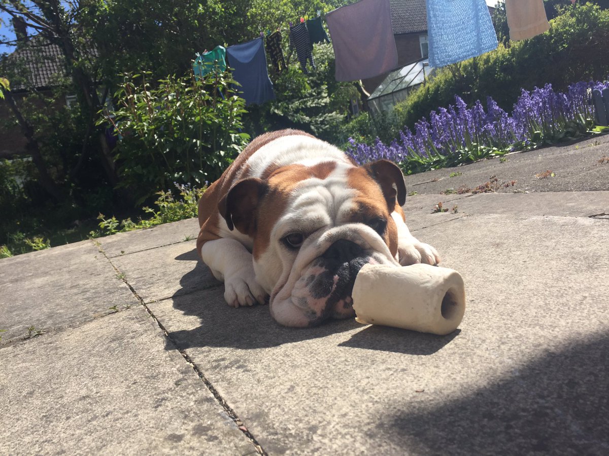 Natalie31322378's tweet photo. My bulldog Mavis! #VIPJun2017 https://t.co/Ng6LJKgR3h