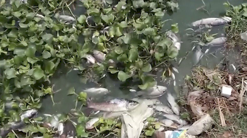 timpetradical's tweet photo. Mystery surrounds death of 30,000 fish at Indian lake (VIDEO) https://t.co/QSUQJWEBpw https://t.co/ZekGJVuXKu